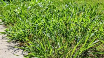 crabgrass secrets