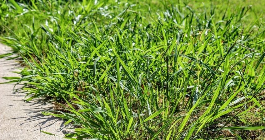 crabgrass secrets