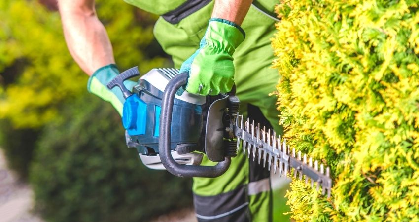 Hedge and bush trimming and pruning