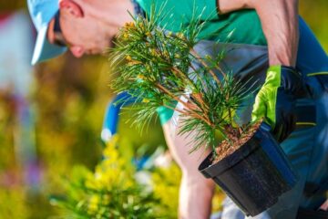 tree planting_bush and hedge planting_Plattsburgh NY