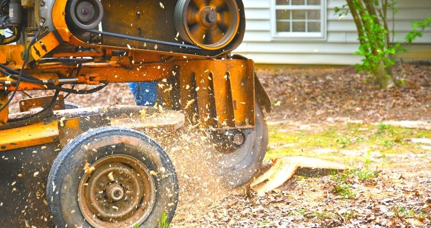 tree removal and stump grinding